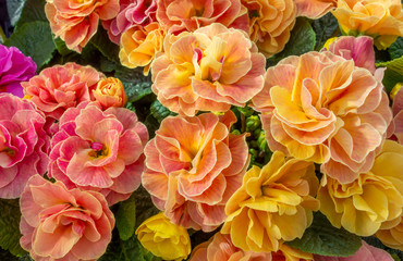 colorful flowers closeup