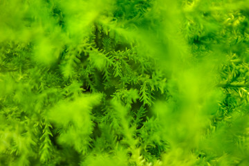 green vegetation background