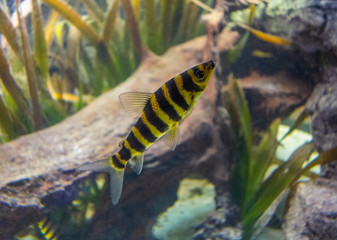banded leporinus fishes