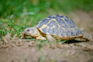tortue terrestre faune d'Europe au milieu de grande herbe