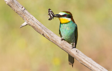 Merops apiaster, common bee-eater. With a butterfly in its beak