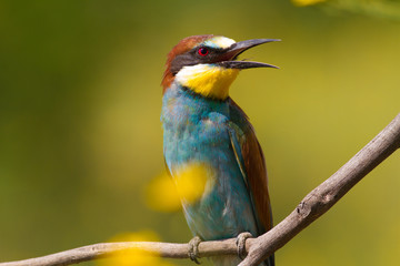 Merops apiaster, common bee-eater. Close-up
