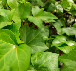 ivy leaves closeup