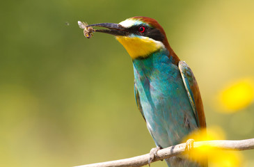 Merops apiaster, common bee-eater. With a bee in its beak