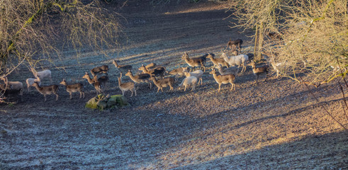 Deer in Hohenlohe