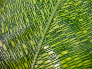 calathea leaf closeup
