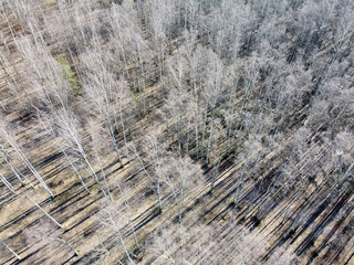 dark long diagonal shadows in bare birch forest