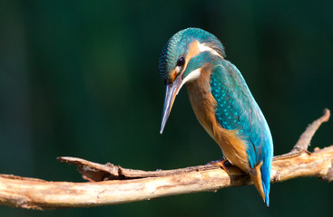 A kingfisher sits on an old branch above the river. Morning. He is fishing