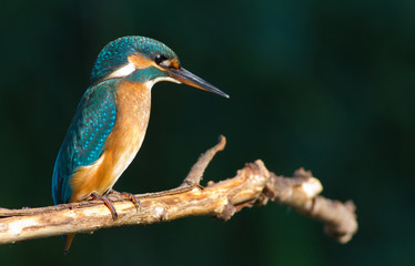A young kingfisher is sitting on an old branch above the river