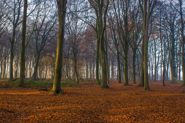 Fototapeta premium forest in autumn - foggy morning