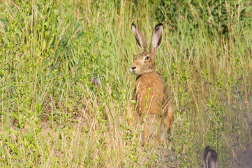 Brown hare, lepus europaeus, european hare