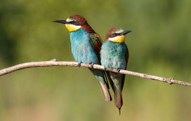 European bee eater, Merops apiaster. Two birds are sitting on a branch