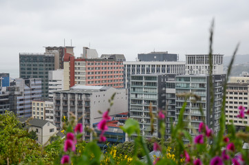 Pink flowers and view of wellington city from botanic gardens