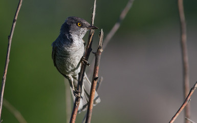 Barred warbler, Sylvia nisoria. Beautiful songbird
