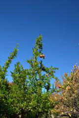 ザクロ、向島百花園