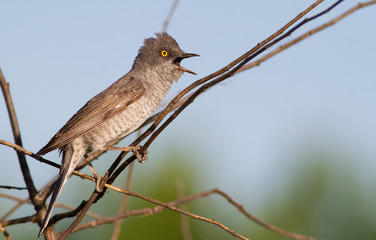 Barred warbler, Sylvia nisoria. Beautiful songbird. Bird sings sitting on a bush