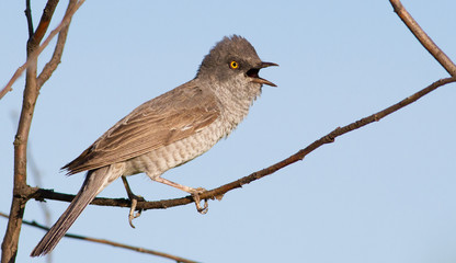 Barred warbler, Sylvia nisoria. Beautiful songbird. Bird sings sitting on a bush