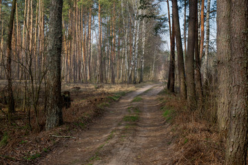 Mixed forest, clearings and paths in the early morning.
