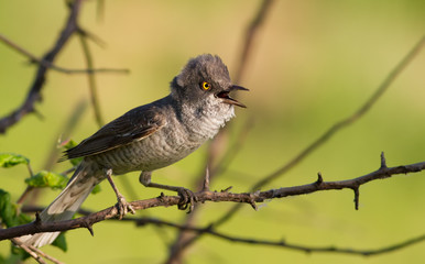 Barred warbler, Sylvia nisoria. Beautiful songbird. Bird sings sitting on a bush