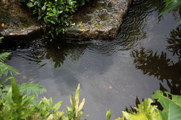 Nature in Singapore!