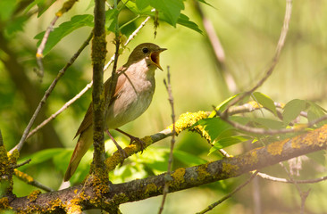 Luscinia. Nightingale inconspicuous bird with a very beautiful sonorous voice
