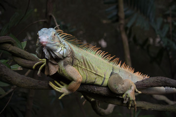 Nature in Singapore!