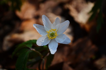 Anemone nemerosa, macro of a beautiful spring forest flower. Wood anemone (Anemone nemorosa) flower with soft focus.