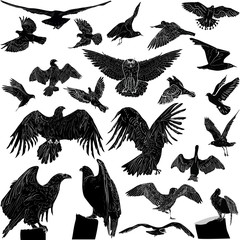 twenty two birds sketches on white background
