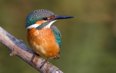 Kingfisher, Alcedo. A young bird sits on a branch above the river
