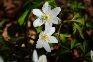 Anemone nemerosa, macro of a beautiful spring forest flower. Wood anemone (Anemone nemorosa) flower with soft focus.