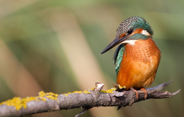 Kingfisher, Alcedo. A young bird sits on a branch above the river