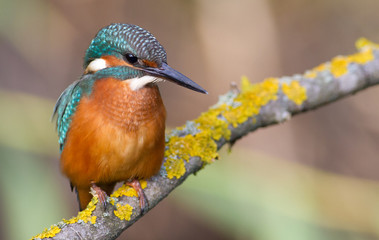 Kingfisher, Alcedo. A young bird sits on a branch above the river