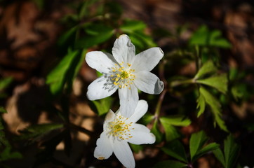 Anemone nemerosa, macro of a beautiful spring forest flower. Wood anemone (Anemone nemorosa) flower with soft focus.