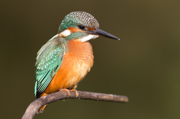 Kingfisher, Alcedo. A young bird sits on a branch above the river