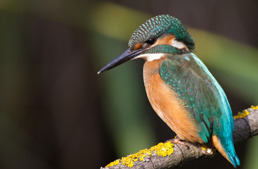 Kingfisher, Alcedo. A young bird sits on a branch above the river