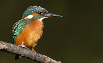 Kingfisher, Alcedo. A young bird sits on a branch above the river. On a dark background