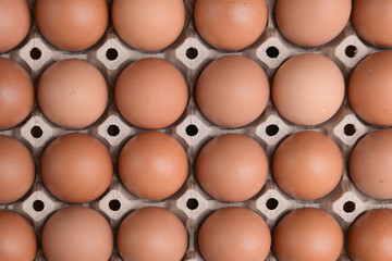 fresh organic egg in paper panel of consume industry