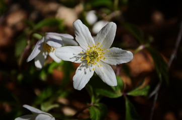 Anemone nemerosa, macro of a beautiful spring forest flower. Wood anemone (Anemone nemorosa) flower with soft focus.