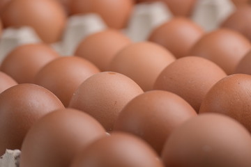 fresh organic egg in paper panel of consume industry