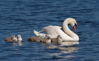 Mute swan, cygnus olor. Adult bird, female and brood of chicks