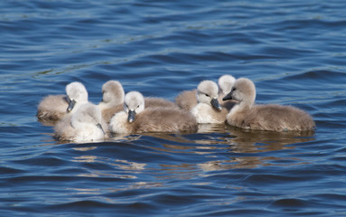 Mute swan, cygnus olor. Chicks floating on the river after the mother