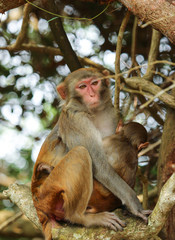 Fototapeta premium monkeys on a tree branch in nature