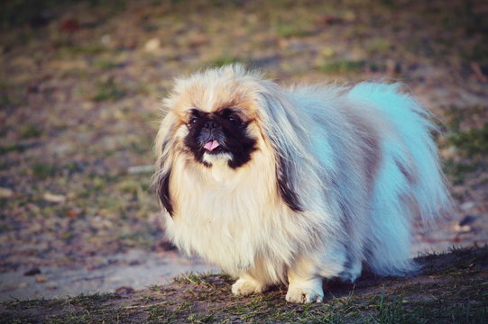 the Pekingese in the parck