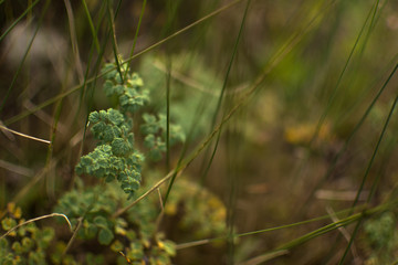 grass greens meadow flowers macro summer leaves seeds nature naturally