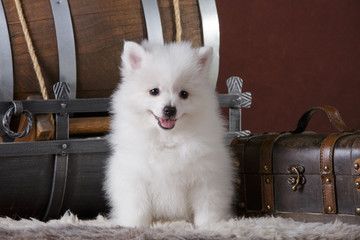 volpino italiano puppy