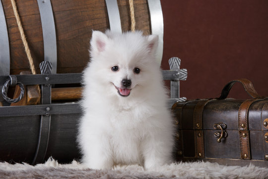 volpino italiano puppy