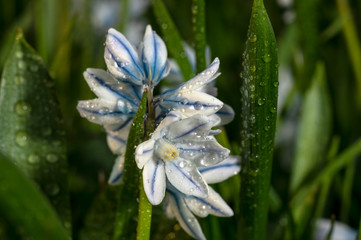 Obraz na płótnie Canvas Puschkinia scilloides (Striped squill ) is a genus of three known species of bulbous perennials in the family Asparagaceae, subfamily Scilloideae. 