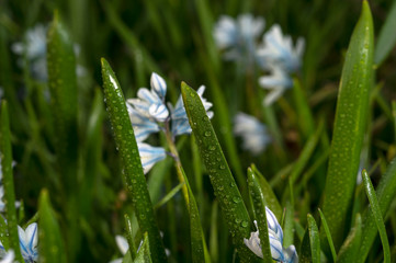 Puschkinia scilloides (Striped squill ) is a genus of three known species of bulbous perennials in the family Asparagaceae, subfamily Scilloideae.
