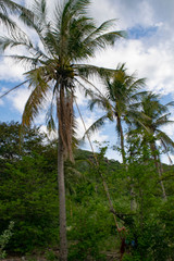Fototapeta na wymiar palm trees on the background of blue sky