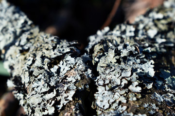 Flechte auf Ästen, Cladonia, grau